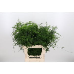 Asparagus Setac Overige