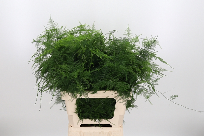 <h4>Asparagus Setac Overige</h4>