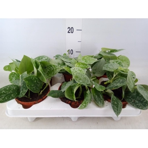 Scindapsus pictus 'Silvery Ann'