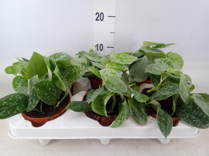 <h4>Scindapsus pictus 'Silvery Ann'</h4>