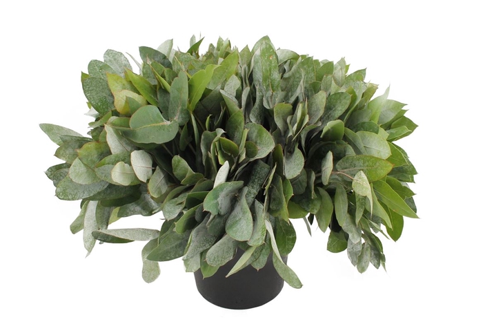 <h4>Euca Potlood Robusta Long 70</h4>