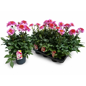 DAHL D M STARBU PINK