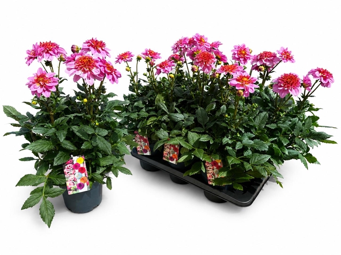 <h4>DAHL D M STARBU PINK</h4>