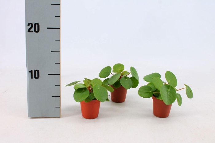 <h4>Pilea Peperomioides 5,5cm</h4>