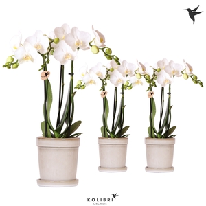 Kolibri Orchids Phalaenopsis white 3 spike in Flower pot sand