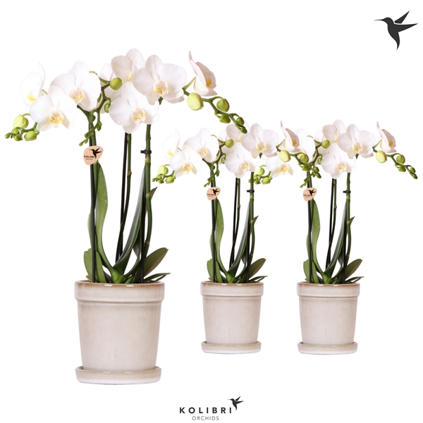 <h4>Kolibri Orchids Phalaenopsis white 3 spike in Flower pot sand</h4>