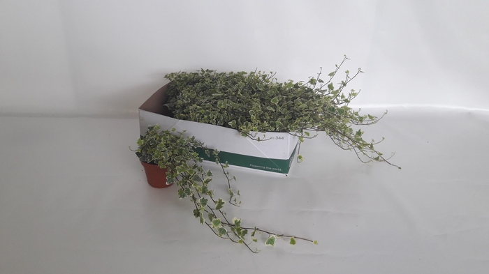 <h4>HED HE WHITE WONDER</h4>