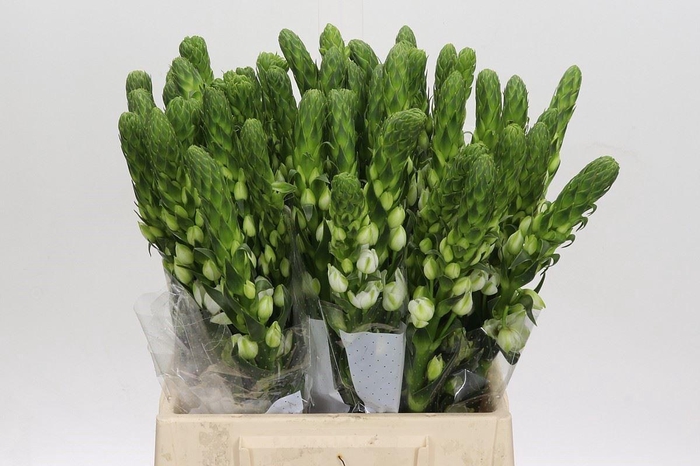 Ornithogalum thyrs. 'Milky Way'