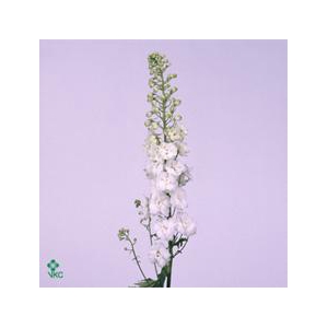 Delph El Centu White