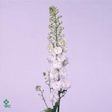 <h4>Delph El Centu White</h4>