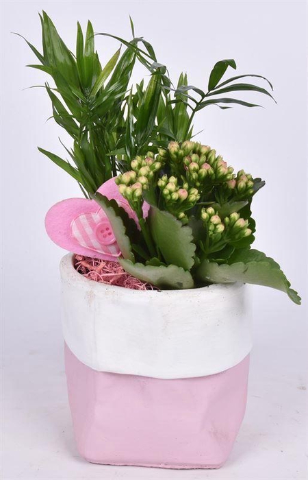 <h4>Cement pot roze met wit rand 11,5cm</h4>