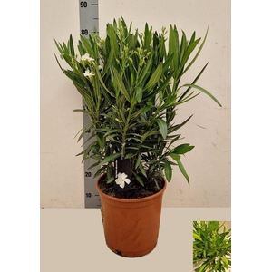 NERI OLEANDER