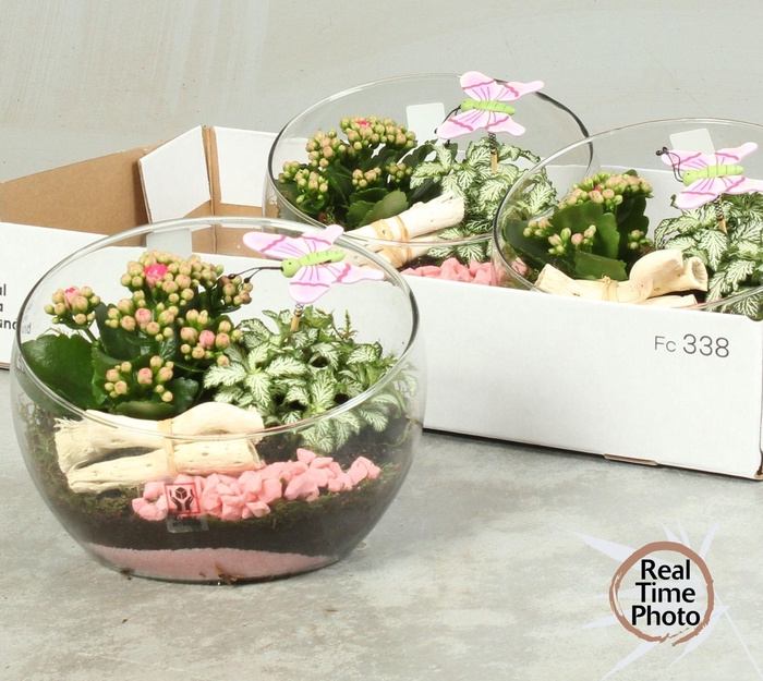 <h4>ARR KAMERPL</h4>