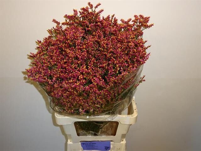 <h4>LIMONIUM SINENSE 'SCARLET DIAMOND'</h4>