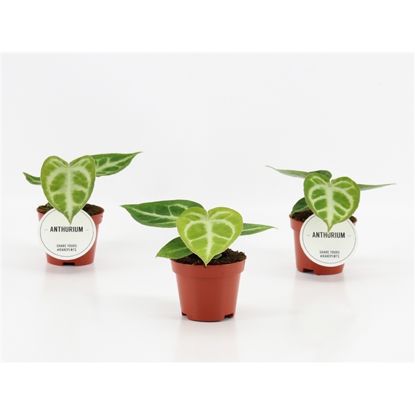 <h4>Anthurium Silver Blush</h4>
