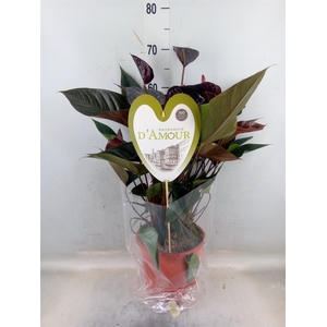 Anthurium andr. 'Beauty Black'