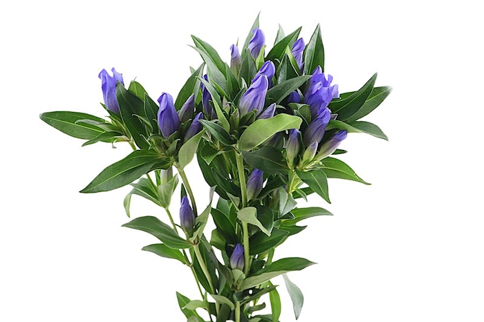 Gentiana Kagayaki Blue Dark