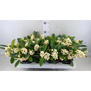 Skimmia jap. 'OBerries White'