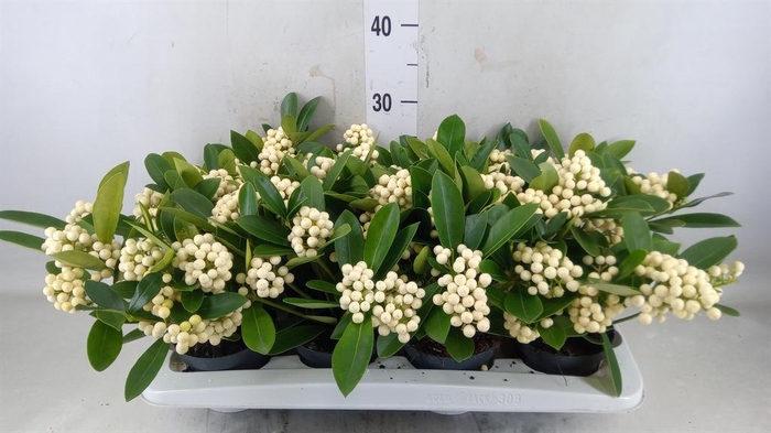 <h4>Skimmia jap. 'OBerries White'</h4>