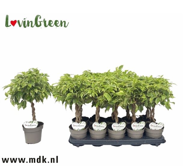 <h4>Ficus benja. 'Bushy King'</h4>