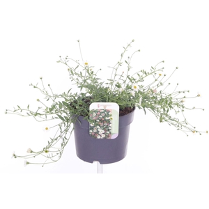 Erigeron karvinskianus Blütenmeer