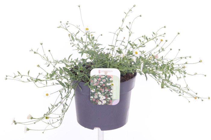 <h4>Erigeron karvinskianus Blütenmeer</h4>