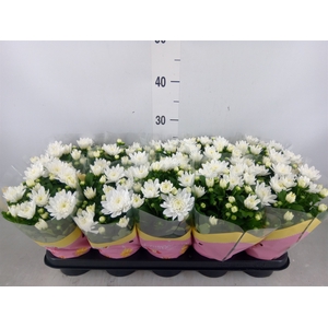 Chrysanthemum  'Brave'