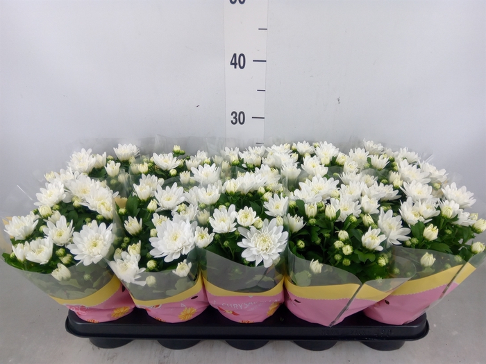 <h4>Chrysanthemum  'Brave'</h4>