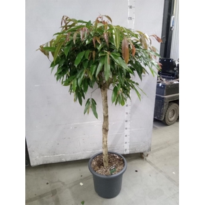 Ficus binn. 'Amstel King'