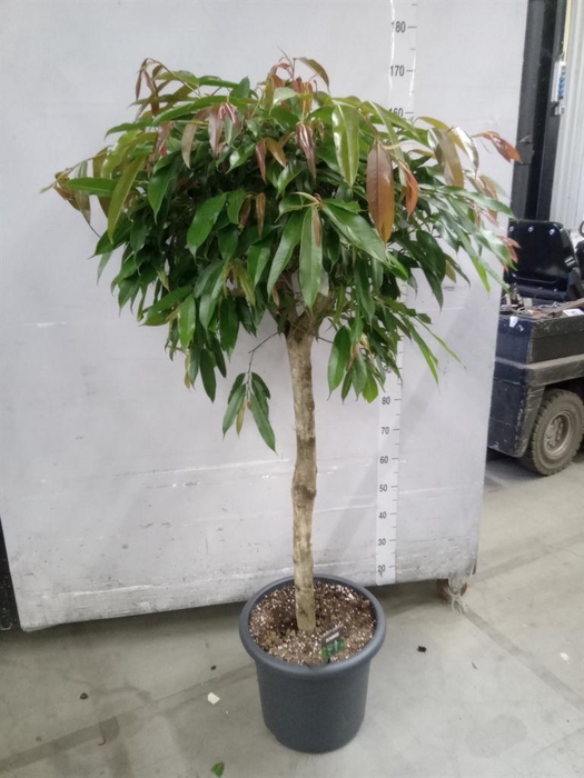 <h4>Ficus binn. 'Amstel King'</h4>