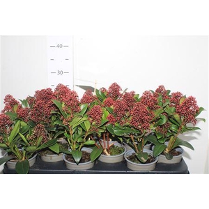 Skim J Rubella 4-5++