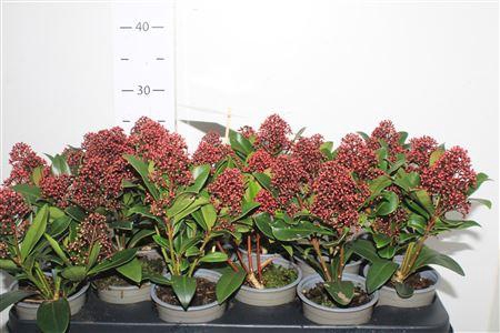 Skim J Rubella 4-5++