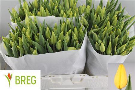 <h4>Tu En Strong Gold</h4>