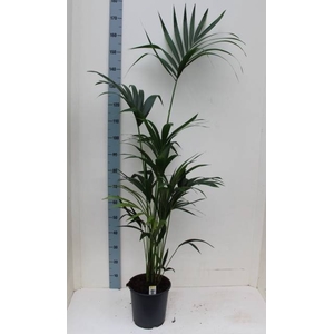 HOWEA FORSTERIANA