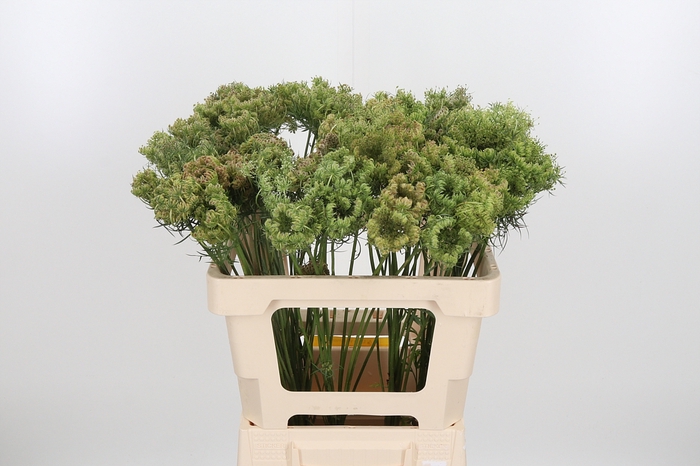 <h4>Daucus Carota Zaad</h4>