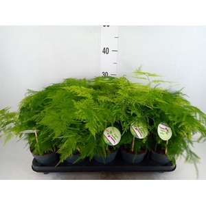 Asparagus setaceus