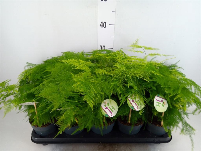 <h4>Asparagus setaceus</h4>