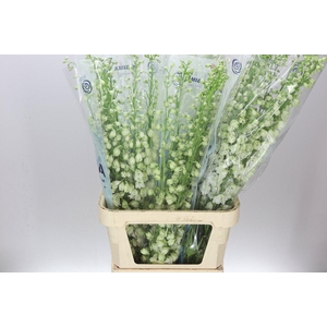 Delph El Guardian White