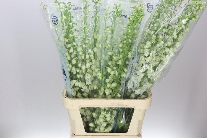 <h4>Delph El Guardian White</h4>