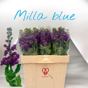 Matth Milla Blue