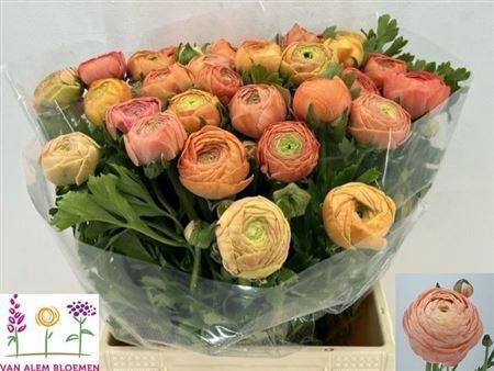 <h4>Ran Aazur Salmon</h4>