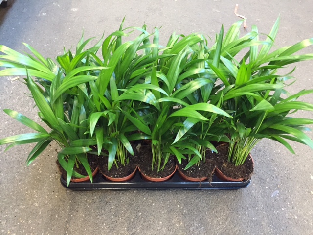Dypsis Lutescens(Areca) P21-120