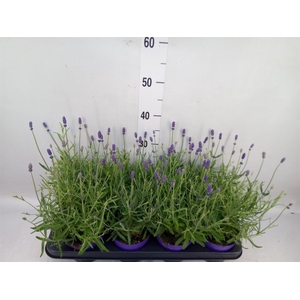 Lavandula angus. 'Havanna Dark'