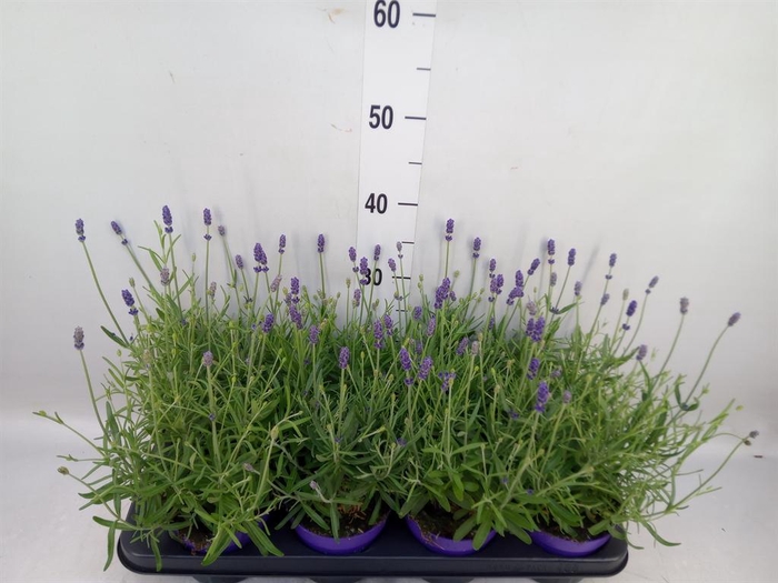 <h4>Lavandula angus. 'Havanna Dark'</h4>