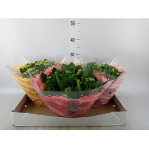 Kalanchoe blos.   ..rosebud mix  5