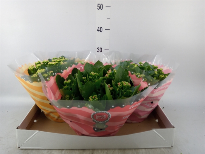 <h4>Kalanchoe blos.   ..rosebud mix  5</h4>