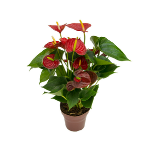ANTHURIUM RED SUCCESS P15