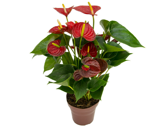 <h4>ANTHURIUM RED SUCCESS P15</h4>