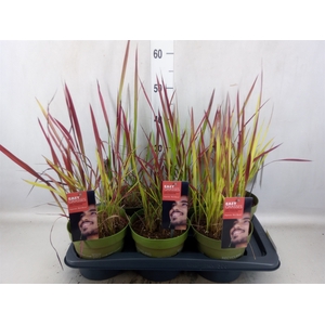 Imperata cylindrica 'Red Baron'