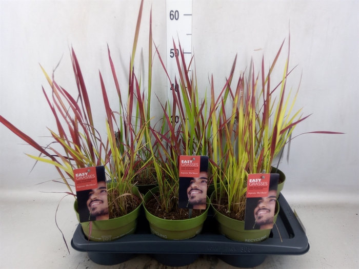 Imperata cylindrica 'Red Baron'